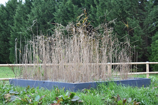 phytoepuration : une manière écologique d'assainir les sols et les eaux